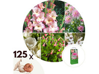 125 Bloembollen | roze/witte zomerbloemen