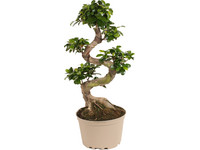Ficus 'Ginseng' | s-förmig | 55–65 cm