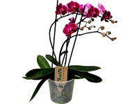Schmetterlingsorchidee | Violett | 35–45 cm