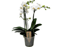 Vlinder Orchidee | Wit | 35-45 cm