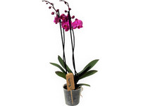 Schmetterlingsorchidee | Violett | 50–60 cm