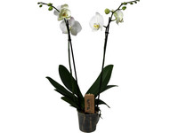 Vlinder Orchidee | Wit | 50-60 cm