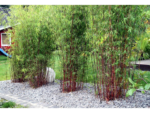 Levendig Schrijf een brief Mitt 2 Grote Rode Bamboe Planten - Internet's Best Online Offer Daily - iBOOD.com