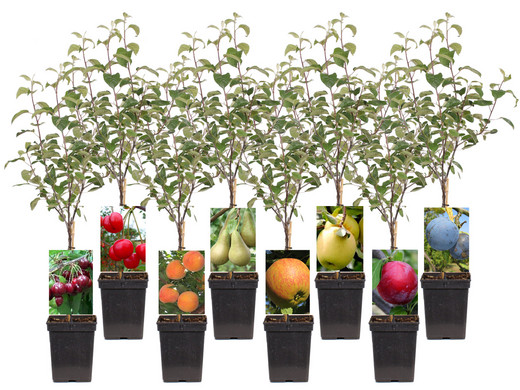 Vergemakkelijken zuur Concurrenten 8x fruitbomen (1x perzik, 2x kers, 1x peer, 2x appel, 2x pruim) -  Internet's Best Online Offer Daily - iBOOD.com