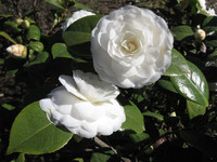 3x Japanse Roos | Wit | 30 - 40 cm