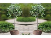 2x Olivenbaum | 90–100 cm