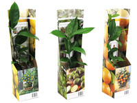 3x Citrus | Citroen, Sinaas & Limoen