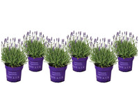 6x Echter Lavendel | 10–15 cm