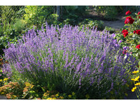6x Echter Lavendel | 10–15 cm
