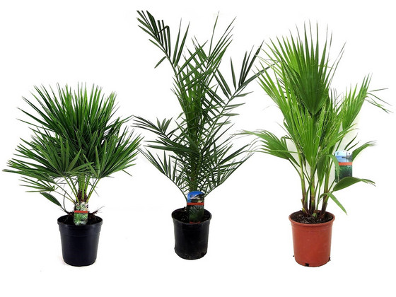 3x Buitenpalm | 50-70 cm