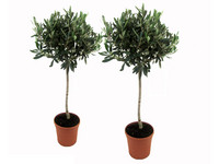 2x Olivenbaum am Stamm | 80–90 cm