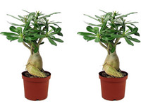 2x Perfect Plant Wüstenrose
