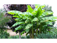 3x Winterharde Bananenplant | 25 - 40 cm