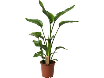 Paradijsvogelplant 'Strelitzia' | 90 - 110 cm