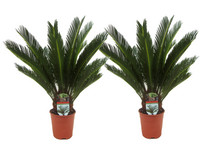 2x Japanischer Palmfarn | 50–60 cm