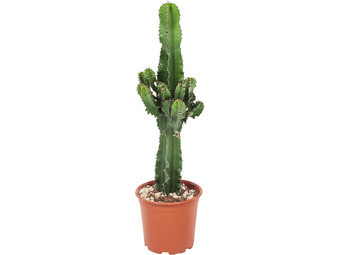Cactus Euphorbia | 50 - 60 cm