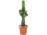Cactus "Euphorbia" | 50 - 60 cm
