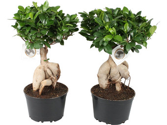 2x Ficus Ginseng | 35–45 cm
