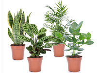 4 Pflegeleichte Pflanzen | 25–40 cm