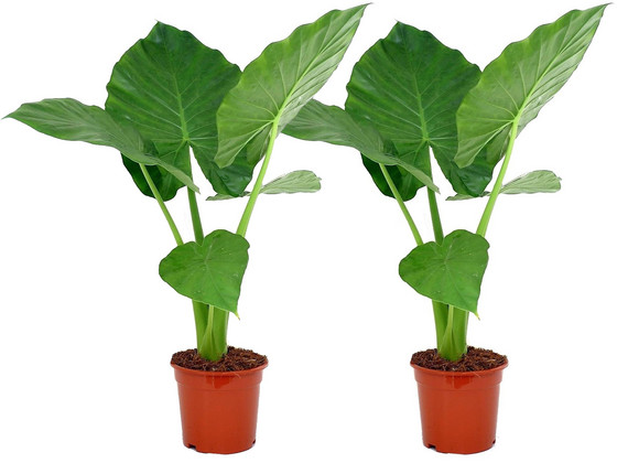 2x Alocasia 'Macrorrhiza' | 50 - 70 cm