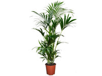Perfect Plant Kentia | 80 - 100 cm