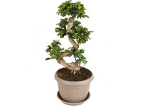Perfect Plant XL Araucaria | 55–65 cm