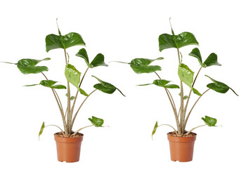 2x Perfect Plant Alocasia Stingray
