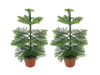 2x Perfect Plant Araucaria | 55 - 65 cm