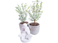 2x Perfect Plant Eukalyptus-Strauch
