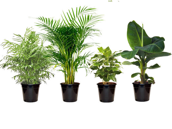 Exotische Plantenmix | 25 - 40 cm