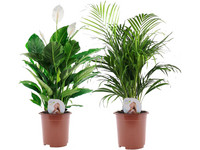 2 Luftreinigende Pflanzen | 60–70 cm