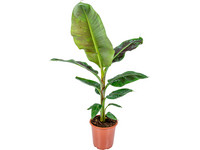 Bananenpflanze | 90–100 cm