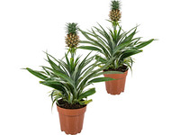 2x Ananaspflanze | 45–50 cm