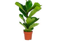 Tabaksplant | 60-70 cm