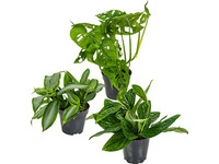 3x Tropische Pflanzen | 20–35 cm