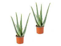 2x Aloe vera | 30–35 cm