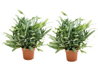 2x Blauwe Varen 'Phlebodium' | 40 - 50 cm