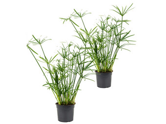 2x Parapluplant 'Cyperus' | 50 - 60 cm