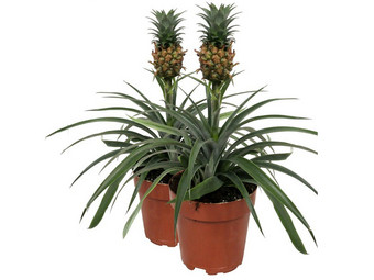 2x Ananasplant Anti-Snurk | 30 - 40 cm