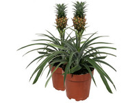2x Anti-Schnarch-Ananaspflanze | 40–50 cm