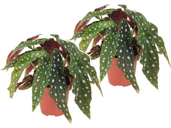 2x Stippenplant 'Begonia' | 35 - 45 cm