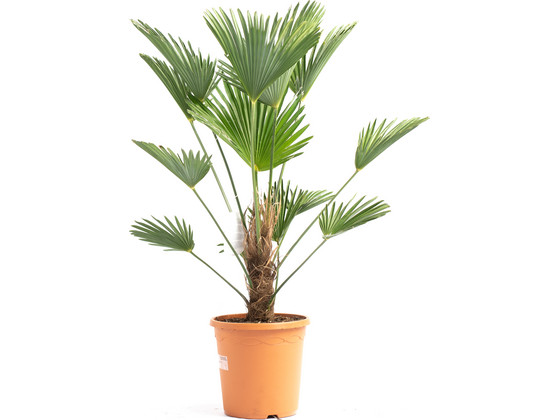 Winterharde XL Wagnerpalm