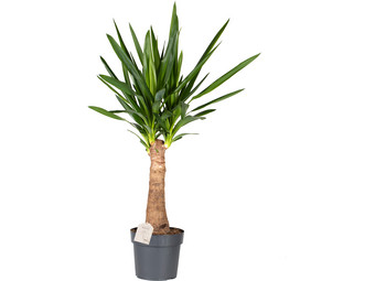Yucca-Palme | 60–80 cm