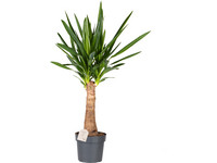 Yucca-Palme | 60–80 cm