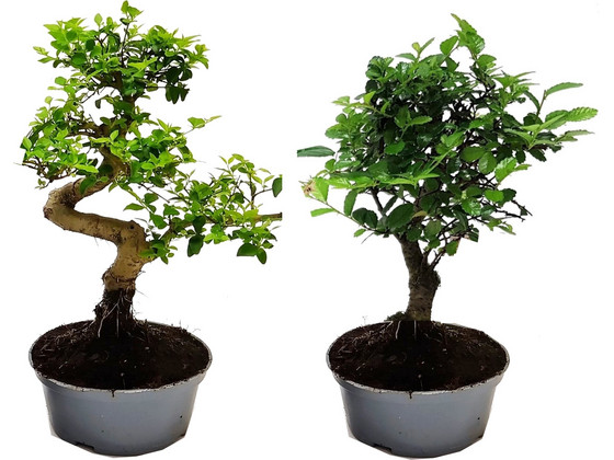 2x Chinese Bonsai | 25 - 35 cm