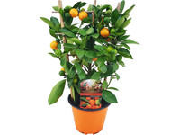 Sinaasappelboom op Rek | 30 - 40 cm
