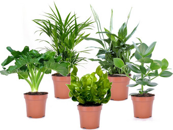 5x Luchtzuiverende Plant | 25 - 45 cm