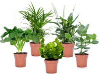 5 Luftreinigende Pflanzen | 25–40 cm