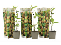 3x Kiwipflanze | 25–40 cm