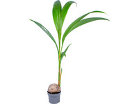 Kokospalm | 100-130 cm